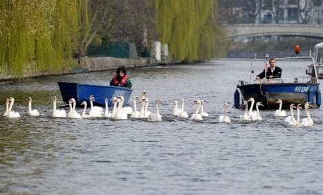 Return of Hamburg's Alster swans signals start of springtime