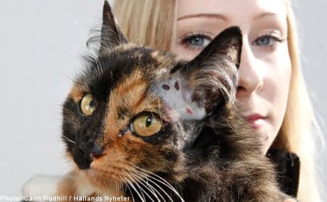 Kitty the cat survives nine-shot attack