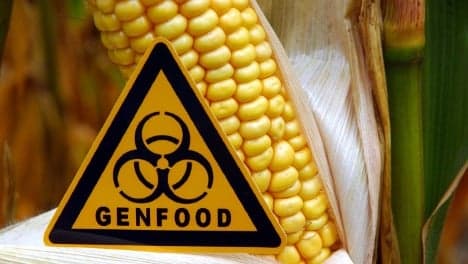Banned GM corn growing in seven states