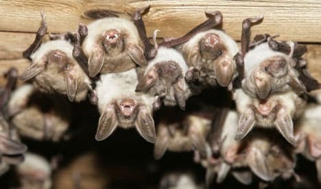 The Local’s tips for bat conservation