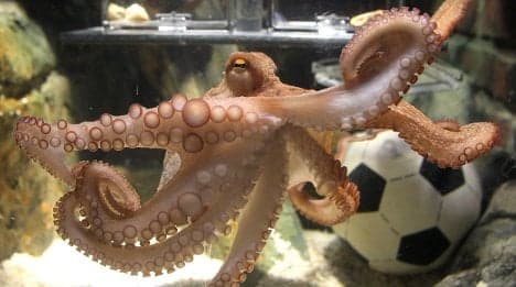 Paul the 'psychic' octopus predicts wins for Germany and Spain
