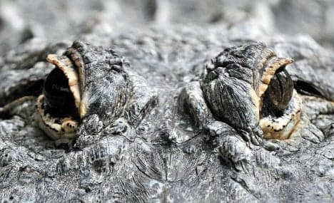Ruhr crocodile sightings put Bochum police on alert