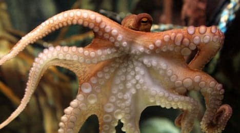 Paul the prophetic octopus retires with perfect record