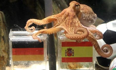 Paul the 'psychic' octopus tips Spain to beat Germany