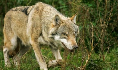 Lambs likely killed by wolves in Brandenburg