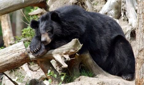 Toddler attacked by bear after climbing zoo fence