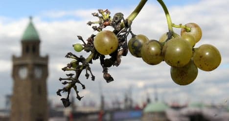 Rare grape harvest cancelled in Hamburg after thieves strip vines