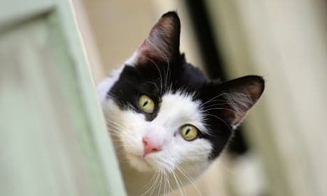 City decrees mandatory cat sterilisation to curb strays