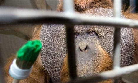 Osnabrück Zoo celebrates orangutan artist