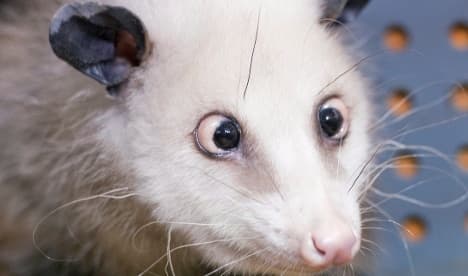 Cross-eyed opossum wins legions of fans