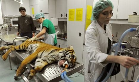 Hip cat: Tiger gets landmark artificial joint operation