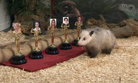 Cross-eyed opossum Heidi makes Oscar picks
