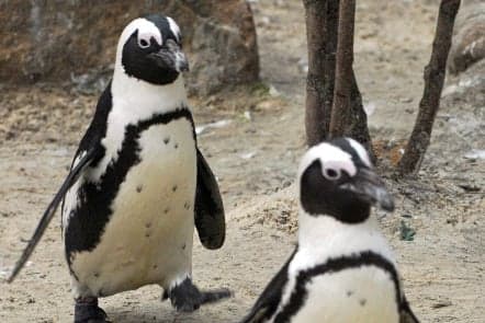 Sandy the penguin finds love among her own kind