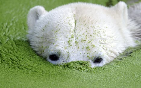 Polar bear's death brings tears and criticism