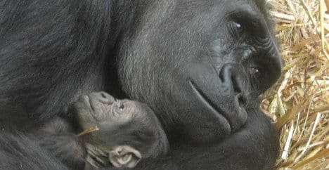 Zürich zoo celebrates gorilla birth