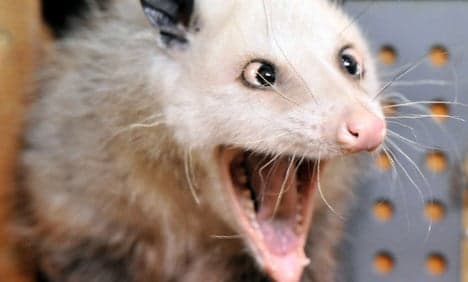 Portly cross-eyed opossum Heidi slims down with strict diet