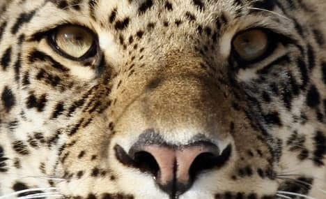 Leopard kills German woman on Namibian TV set
