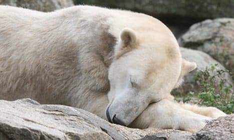 Polar bear star Knut dies