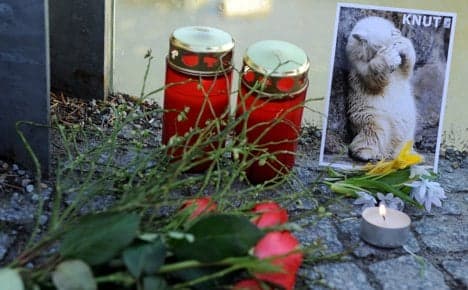 Autopsy searches for clues to Knut's untimely demise