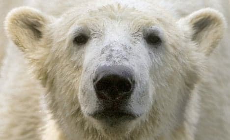 Knut died of brain disorder