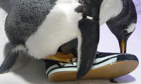 Pervy penguin falls in love with keeper's rubber boots