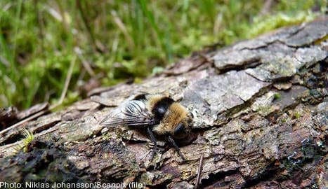 Swedish insect shoots larvae into victims' eyes