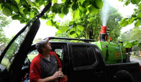 Bug-busters spray Rhineland trees to head off caterpillar threat