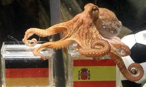 Aquarium seeks heir to Paul the psychic octopus