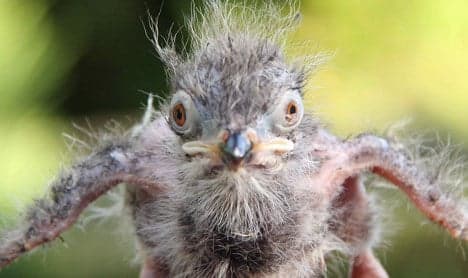 Animal park welcomes 'terror bird' cousin hatchling
