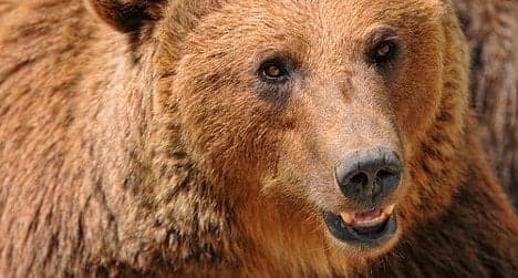 Bear sighted in popular Engadine region