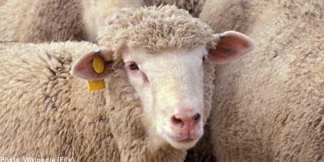 Swedish man convicted of sex with sheep