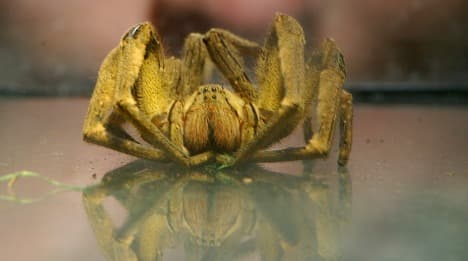 Spider shuts down Saarland supermarket