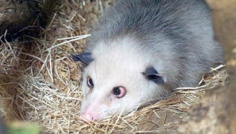 Leipzig Zoo unveils new home for Heidi the cross-eyed opossum