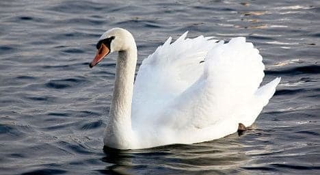 City lake swan killed after attack on swimmer
