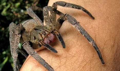 Dangerous stowaway spider likely dead