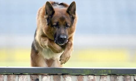 Police ditching the German Shepherd for Belgian breed
