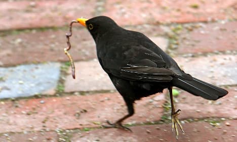 Fears grow of deadly tropical virus killing blackbirds