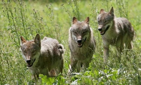 Wolves likely to spread across Germany
