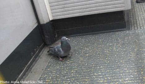 'Lazy' pigeons flock to ride Stockholm metro