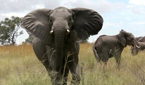 Elephant death tourist 'crushed by husband'