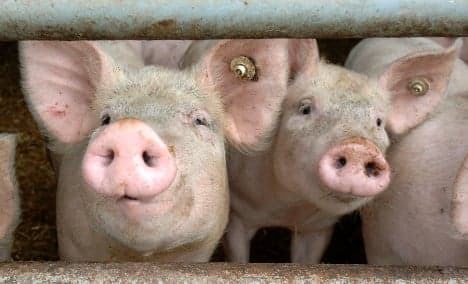 Oniony pig farts legal, court rules