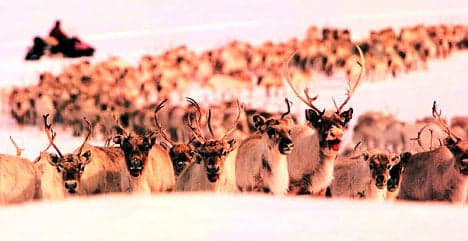 Norway issues pre-Christmas reindeer slaughter threat