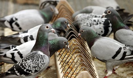 Bird-killer rips heads off homing pigeons