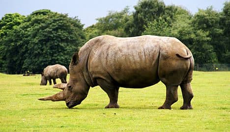 Swiss museum cuts off rhino horns to prevent theft