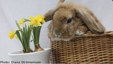 Swedish town struck by 'copy-cat' bunny burglar