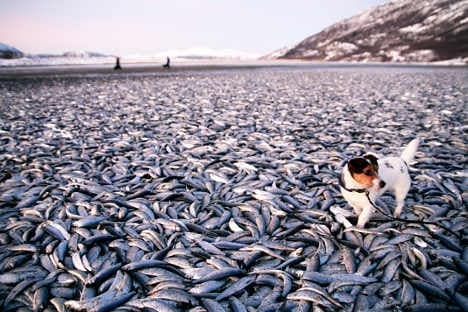 Predators behind mass herring deaths: experts
