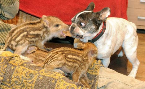 Six little pigs find new mum - a bulldog