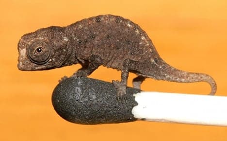 Scientists discover world's tiniest chameleon