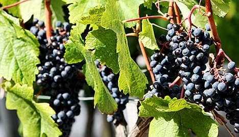 Record year for French wine and spirits exports
