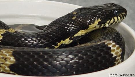 Stealthy snake hid inside hotel trouser press